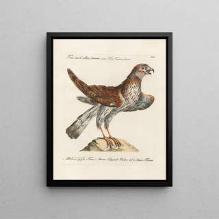 Saverio Manetti - Ornithologia methodice digesta Pl031.webp