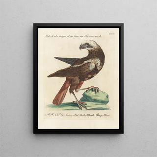 Saverio Manetti - Ornithologia methodice digesta Pl033.webp
