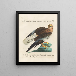 Saverio Manetti - Ornithologia methodice digesta Pl037.webp