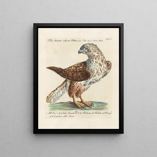 Saverio Manetti - Ornithologia methodice digesta Pl038.webp