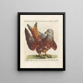 Saverio Manetti - Ornithologia methodice digesta Pl039.webp