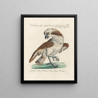 Saverio Manetti - Ornithologia methodice digesta Pl040.webp