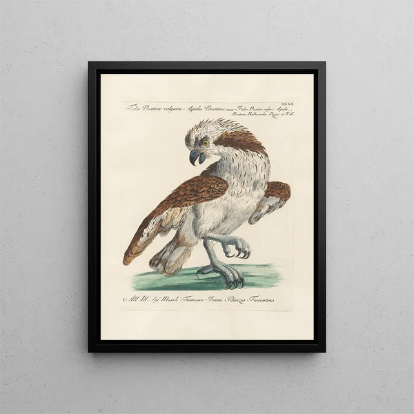 Saverio Manetti - Ornithologia methodice digesta Pl040.webp