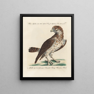 Saverio Manetti - Ornithologia methodice digesta Pl041.webp
