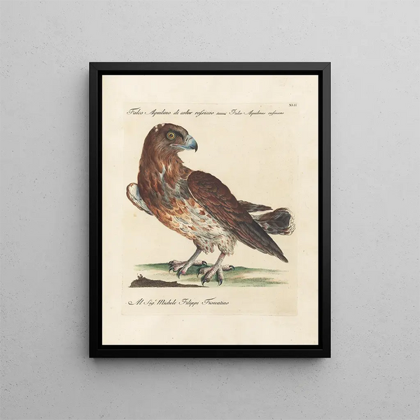 Saverio Manetti - Ornithologia methodice digesta Pl042.webp