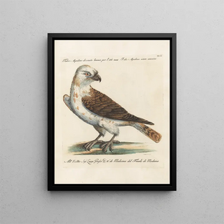 Saverio Manetti - Ornithologia methodice digesta Pl043.webp