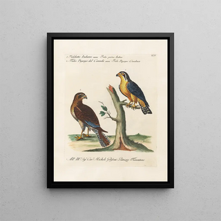 Saverio Manetti - Ornithologia methodice digesta Pl044.webp