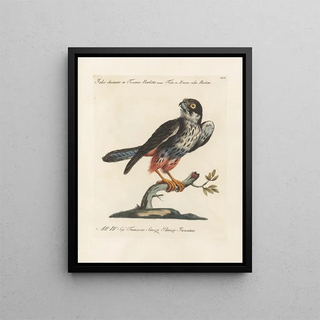 Saverio Manetti - Ornithologia methodice digesta Pl045.webp