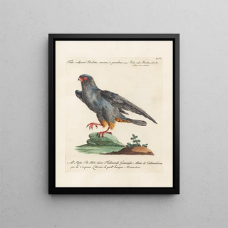 Saverio Manetti - Ornithologia methodice digesta Pl046.webp