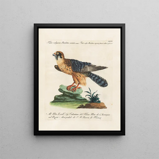Saverio Manetti - Ornithologia methodice digesta Pl048.webp
