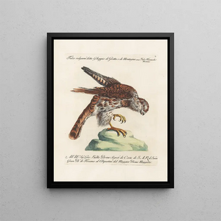 Saverio Manetti - Ornithologia methodice digesta Pl050.webp