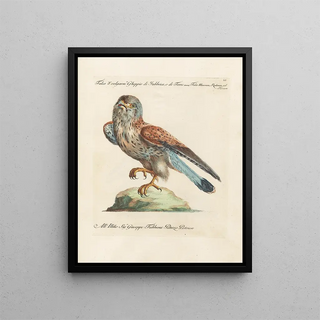 Saverio Manetti - Ornithologia methodice digesta Pl051.webp