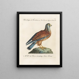 Saverio Manetti - Ornithologia methodice digesta Pl052.webp