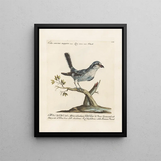 Saverio Manetti - Ornithologia methodice digesta Pl053.webp
