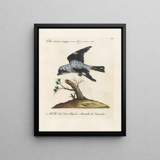 Saverio Manetti - Ornithologia methodice digesta Pl054.webp