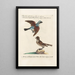 Ornithology Painting methodically arranged Pl055 - Saverio Manetti — framed artwork on a wall