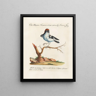 Saverio Manetti - Ornithologia methodice digesta Pl056.webp
