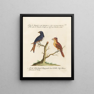 Saverio Manetti - Ornithologia methodice digesta Pl057.webp