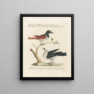 Saverio Manetti - Ornithologia methodice digesta Pl059.webp