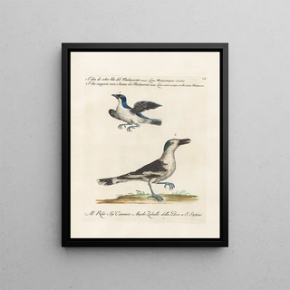 Saverio Manetti - Ornithologia methodice digesta Pl060.webp