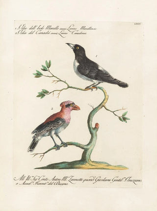 Saverio Manetti - Ornithologia methodice digesta Pl062.webp