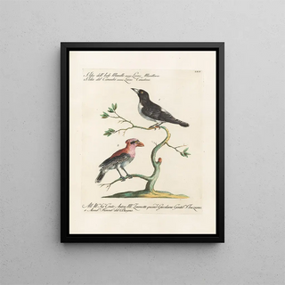 Saverio Manetti - Ornithologia methodice digesta Pl062.webp