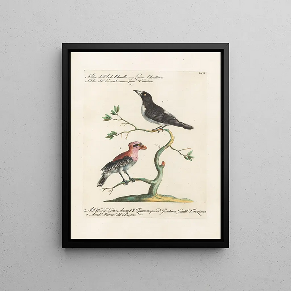 Ornithology methodically digested Pl062 - Saverio Manetti — framed artwork on a wall