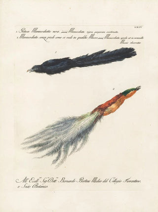 Saverio Manetti - Ornithologia methodice digesta Pl064.webp