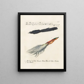 Saverio Manetti - Ornithologia methodice digesta Pl064.webp