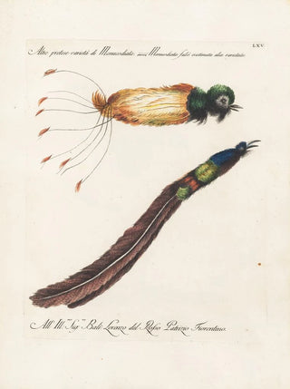 Saverio Manetti - Ornithologia methodice digesta Pl065.webp