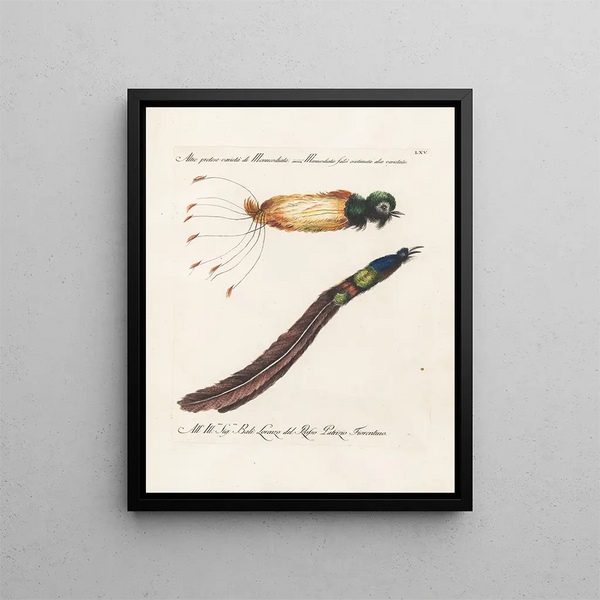 Ornithology Painting methodically digested Pl065 - Saverio Manetti — framed artwork on a wall