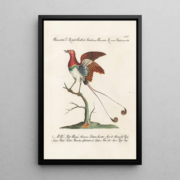 Saverio Manetti - Ornithologia methodice digesta Pl066.webp