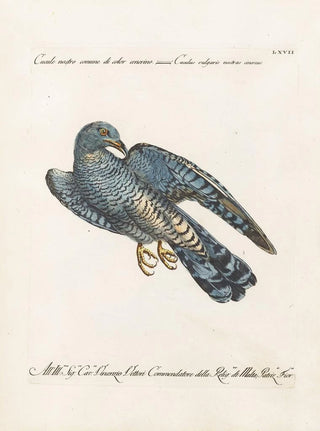 Saverio Manetti - Ornithologia methodice digesta Pl067.webp