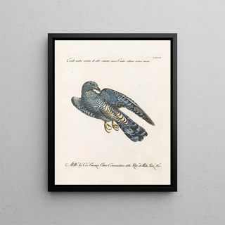 Saverio Manetti - Ornithologia methodice digesta Pl067.webp