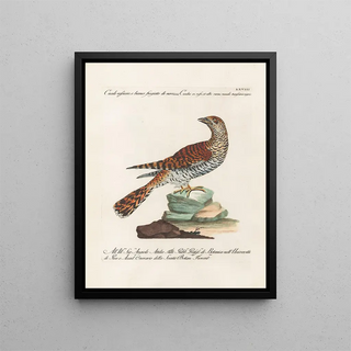 Saverio Manetti - Ornithologia methodice digesta Pl068.webp