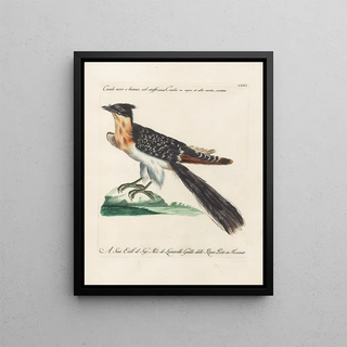 Saverio Manetti - Ornithologia methodice digesta Pl071.webp