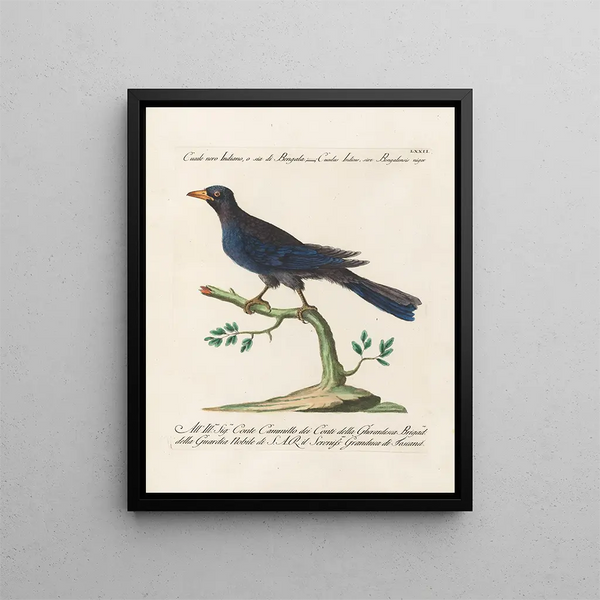 Ornithology Painting methodically digested Pl072 - Saverio Manetti — framed artwork on a wall