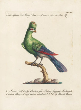 Saverio Manetti - Ornithologia methodice digesta Pl073.webp