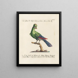 Saverio Manetti - Ornithologia methodice digesta Pl073.webp