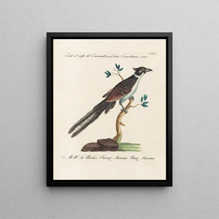 Saverio Manetti - Ornithologia methodice digesta Pl074.webp