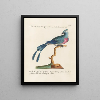 Saverio Manetti - Ornithologia methodice digesta Pl075.webp