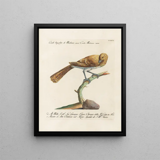 Saverio Manetti - Ornithologia methodice digesta Pl076.webp