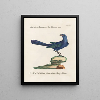 Saverio Manetti - Ornithologia methodice digesta Pl078.webp