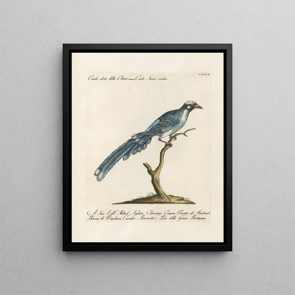 Ornithology meticulously digested Pl080 - Saverio Manetti — framed artwork on a wall