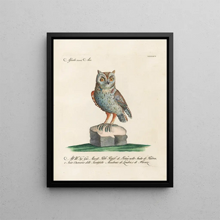 Saverio Manetti - Ornithologia methodice digesta Pl085.webp