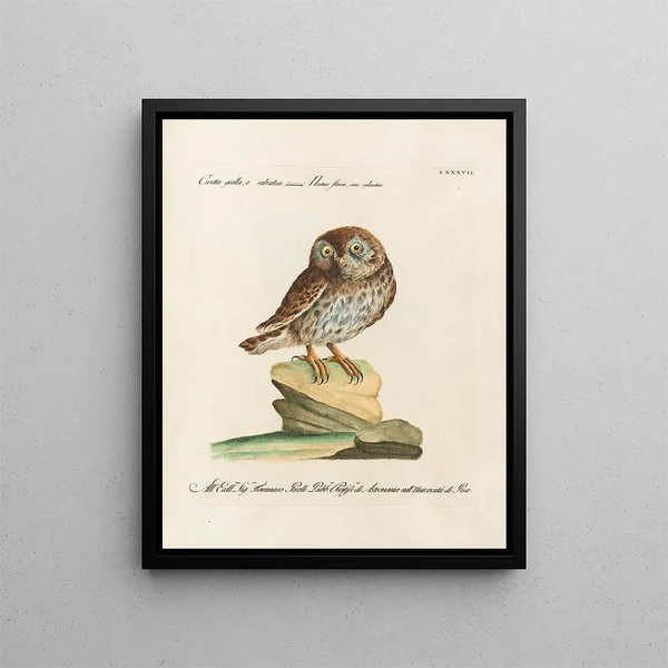 Ornithology Painting methodically digested Pl087 - Saverio Manetti — framed artwork on a wall