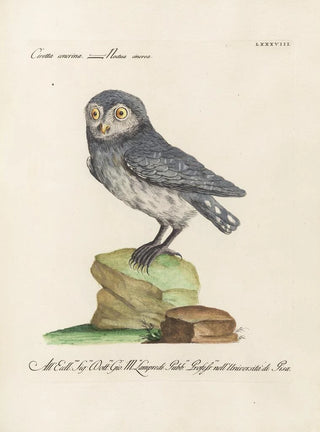 Saverio Manetti - Ornithologia methodice digesta Pl088.webp