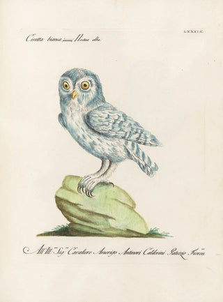 Saverio Manetti - Ornithologia methodice digesta Pl089.webp