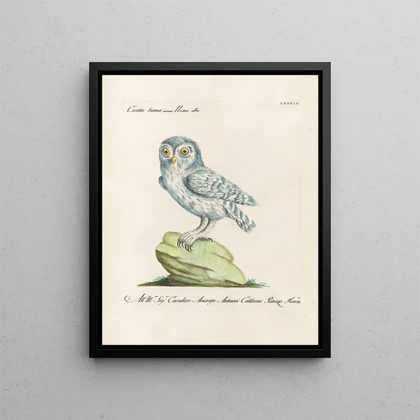 Ornithology Painting methodically digested Pl089 - Saverio Manetti — framed artwork on a wall