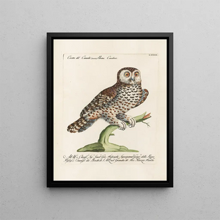 Saverio Manetti - Ornithologia methodice digesta Pl090.webp